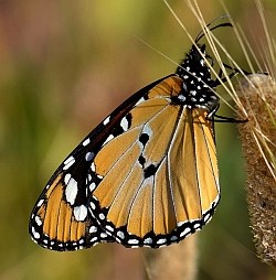 Plain Tiger - Danaus chrysippus. © Teresa Farino